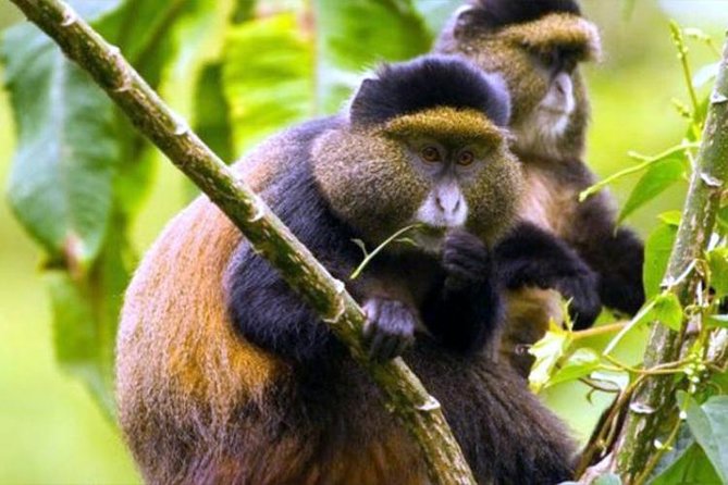 2 Days Chimpanzees trekking Tour and Canopy walk Adventure - The Return Drive to Kigali