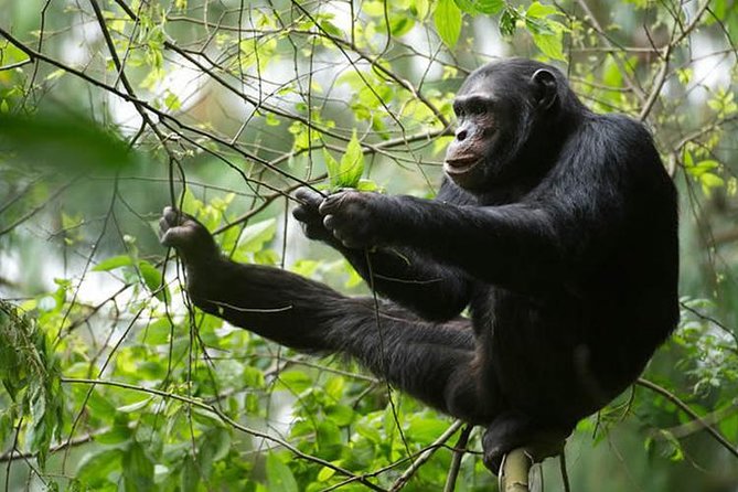 2 Days Chimpanzees trekking Tour and Canopy walk Adventure - Who Will Enjoy This Two-Day Tour