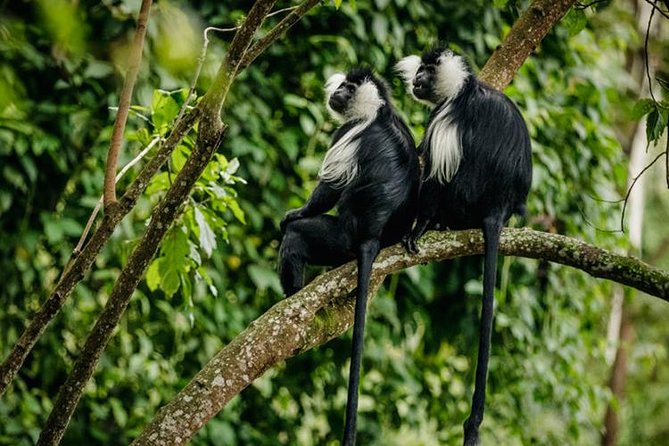 2 Days Chimpanzees trekking Tour and Canopy walk Adventure - Practical Planning Advice for a Smoother Trip
