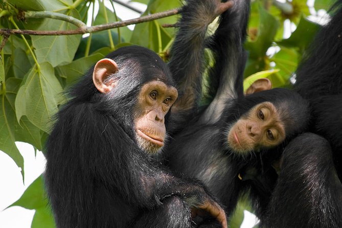 2 Days Chimpanzees trekking Tour and Canopy walk Adventure - Overnight at Nyungwe Top View Hill Hotel