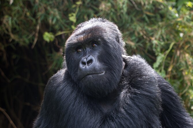 2 Days Gorilla & Golden Monkey Trekking Safaris - Canoeing the Mukungwa River