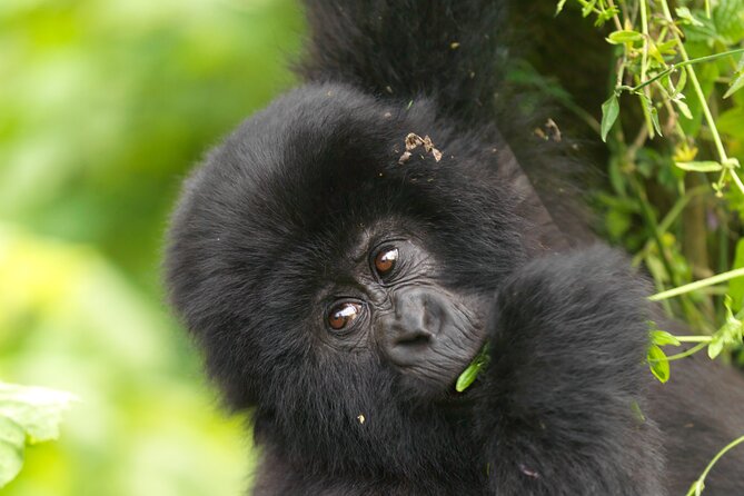 2 Days Gorilla & Golden Monkey Trekking Safaris - The overnight stay at Isange Paradise Resort