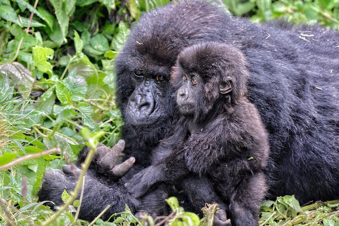 2 Days Gorilla & Golden Monkey Trekking Safaris - What the $715 price really covers