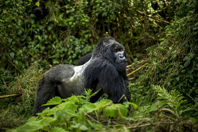 2 Days Gorilla & Golden Monkey Trekking Safaris - Guides, transport, and the human side