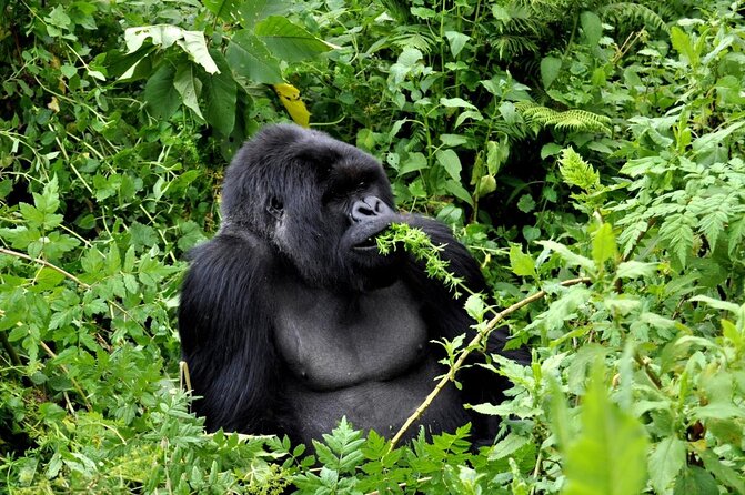 2 Days Gorilla Trekking Rwanda - Key Points At A Glance