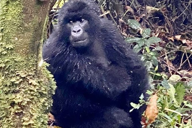 2 Days Gorilla Trekking Rwanda - Who Should Book This Trip?