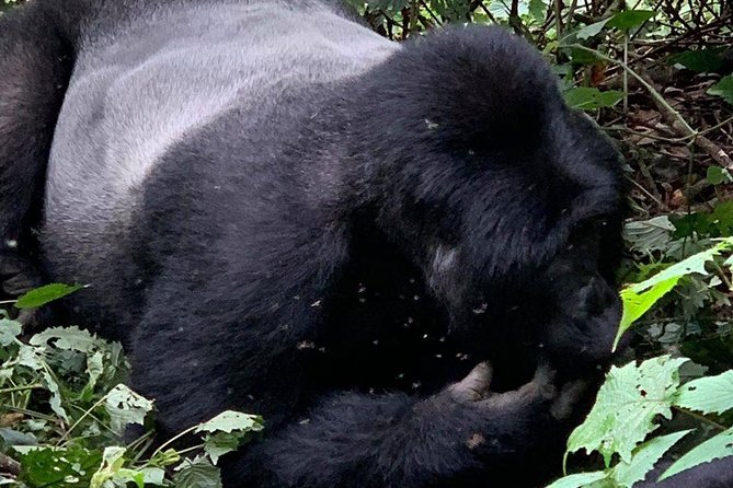 2 Days Gorilla Trekking Uganda - Why this Uganda gorilla trek begins in Kigali