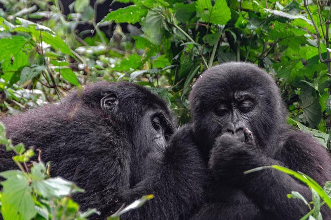 2 Days Gorilla Trekking Uganda - Day 2: briefing, forest walking, and the gorilla hour