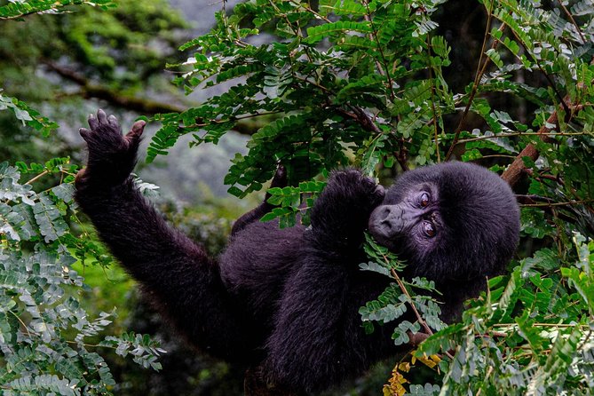 2 Days Gorilla Trekking Uganda - Guides, drivers, and the human side of the trip