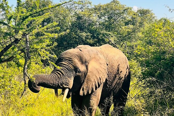 2 Days in Akagera National Park - Lake Ihema’s hippos and crocodiles at 3 p.m.