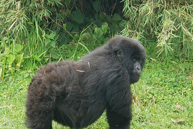 2 Days Mountain Gorilla Safari Rwanda - Why the included porters matter