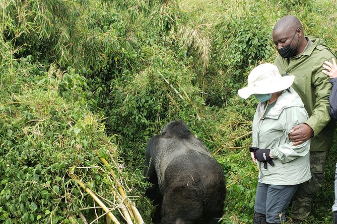2 Days Mountain Gorilla Safari Rwanda - Private travel and the role of the driver