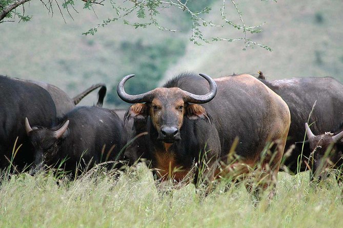 2 Days Mountain Gorilla Safari Rwanda - Is $650 good value?
