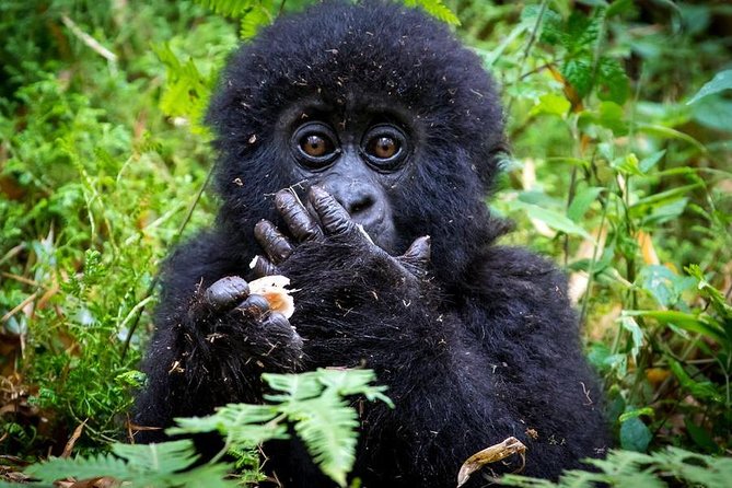 2 Days Mountain Gorilla Safari Rwanda - Day one: Kigali to Volcanoes National Park