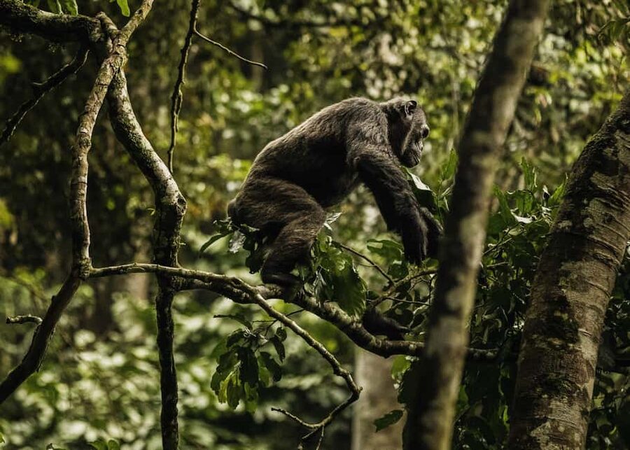 2 Days Nyungwe National Park Tours -Chimp-Canopy-Waterfall - Museums and the King’s Palace before Nyungwe