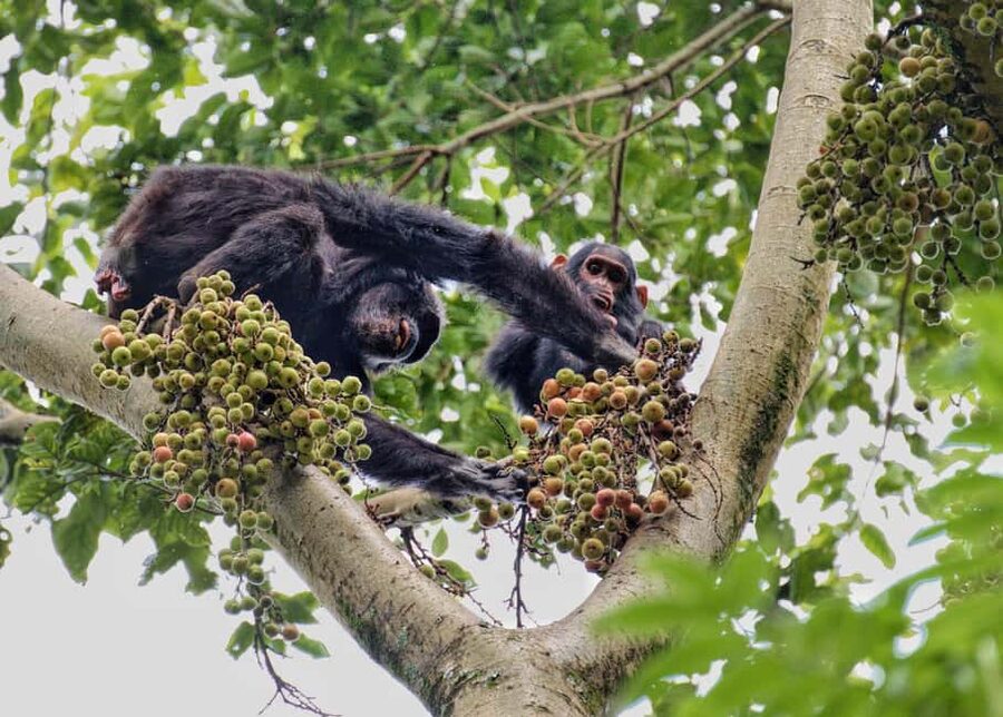 2 Days Nyungwe National Park Tours -Chimp-Canopy-Waterfall - The 50-meter canopy walkway