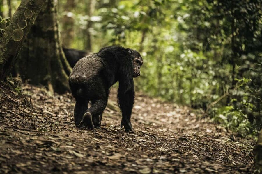 2 Days Nyungwe National Park Tours -Chimp-Canopy-Waterfall - Hiking to Ndambarare Waterfall
