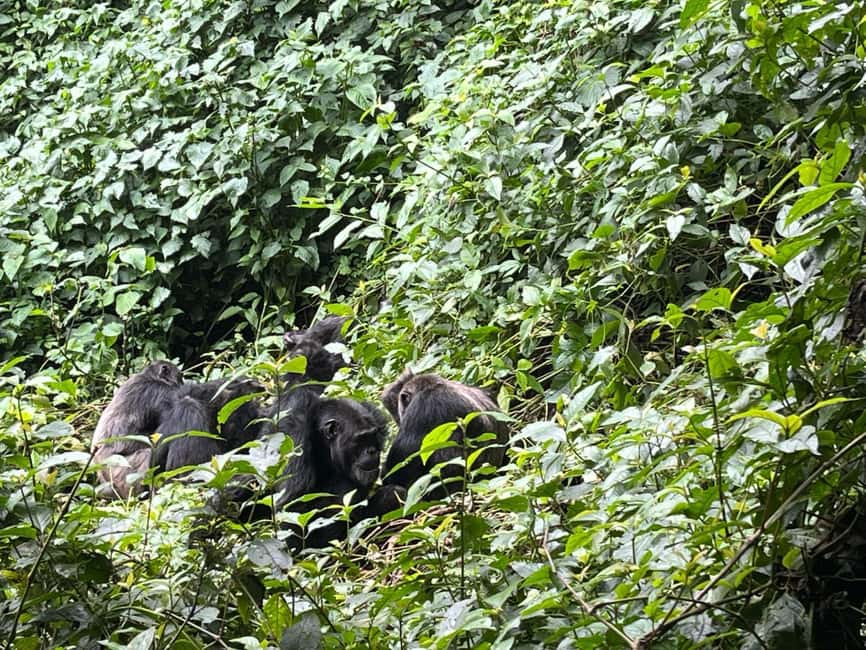 2 Days Nyungwe National Park Tours -Chimp-Canopy-Waterfall - Lunch, then the long return to Kigali