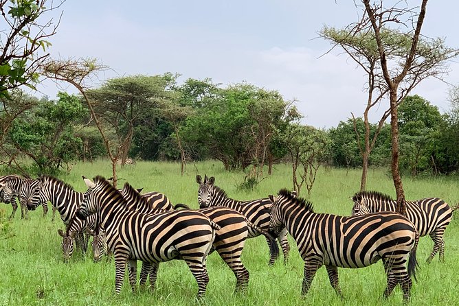 2 days trip_Akagera National Park (Wildlife Safari) - Afternoon arrival and the Lake Ihema boat cruise