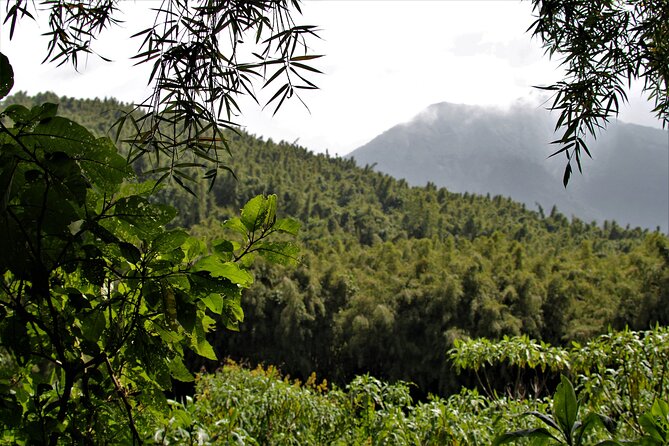 2 days Uganda Gorilla trekking - Why this short Rwanda to Uganda trip appeals