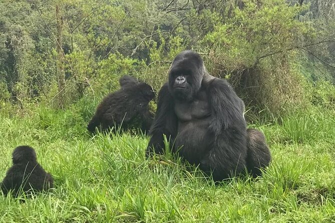 2 days Uganda Gorilla trekking - Who should book this gorilla experience