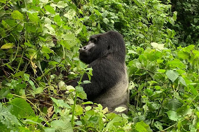 3 Day Gorilla Trek at Bwindi National Park via Kigali - Why Kigali is a smart starting point