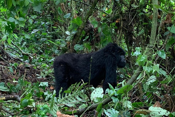3 Day Gorilla Trek at Bwindi National Park via Kigali - Day three: the return to Kigali