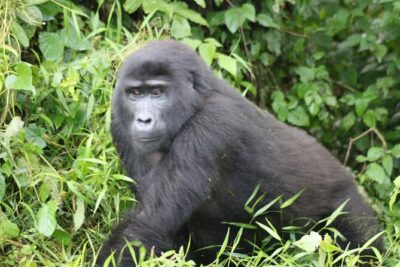 3 Day Gorilla Trek at Bwindi National Park via Kigali