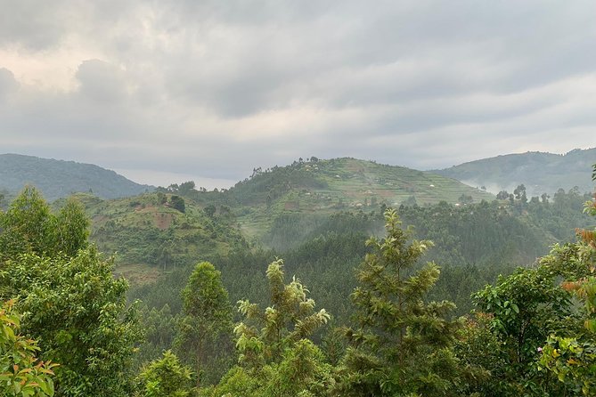 3 Day Gorilla Trek at Bwindi National Park via Kigali - The guide can make or break the road days