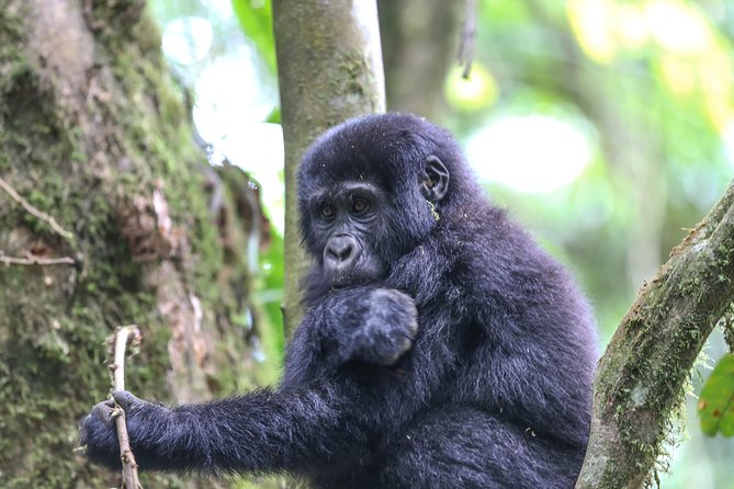 3-Day Rwanda Gorilla Safari - Why this three-day Rwanda safari works