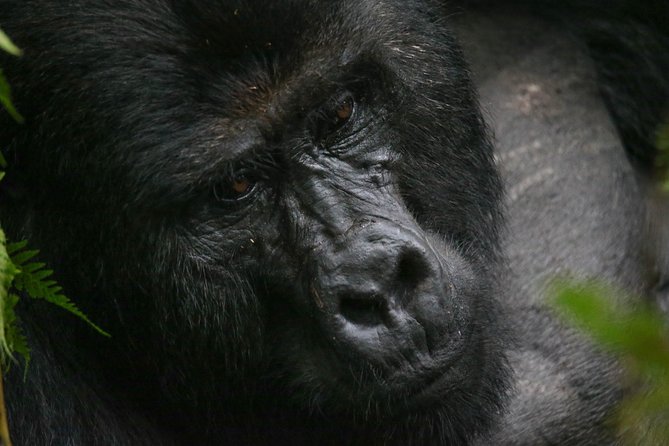 3-Day Rwanda Gorilla Safari - Day 3: Returning to Kigali with optional sightseeing