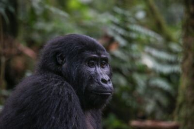 3-Day Rwanda Gorilla Safari