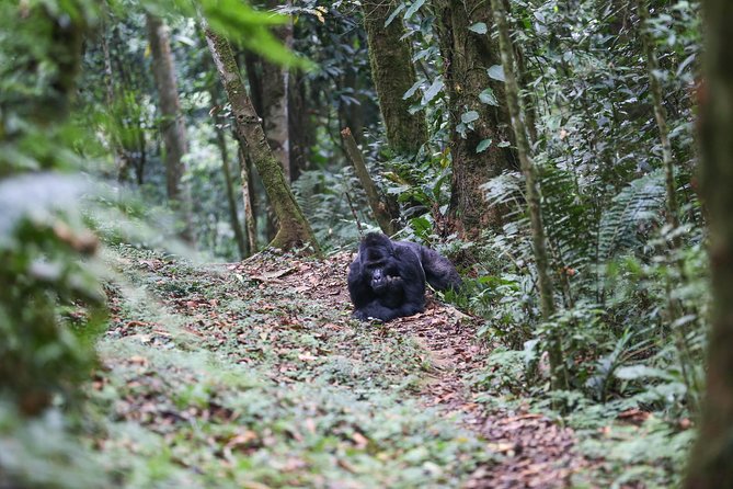 3-Day Rwanda Gorilla Safari - What the $3,746 price really covers