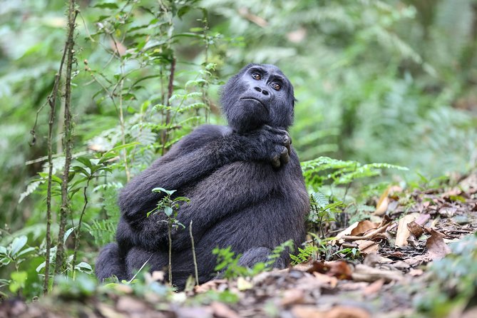3-Day Rwanda Gorilla Safari - Should you book this gorilla safari?
