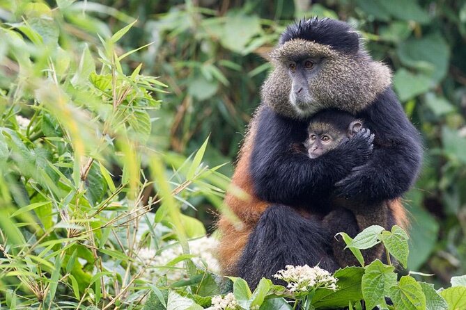 3 Days Private Bwindi Gorillas and Volcanoes Golden Monkey Trek - Key points to know before booking