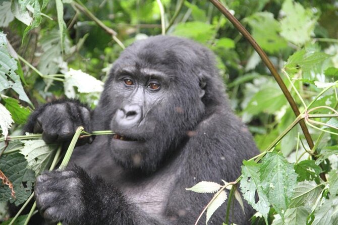 3 Days Private Bwindi Gorillas and Volcanoes Golden Monkey Trek - Day 1: Kigali, the Genocide Memorial, and the road to Bwindi