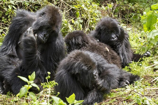 3 Days Uganda Gorilla Trekking Safari - Key points before you book