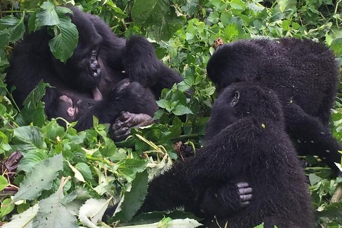 3 Days Uganda Gorilla Trekking Safari - Guides, vehicles, and the small-group advantage