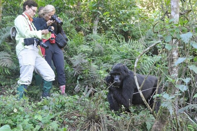 3 Days Uganda Gorilla Trekking Safari - Who should book this safari?