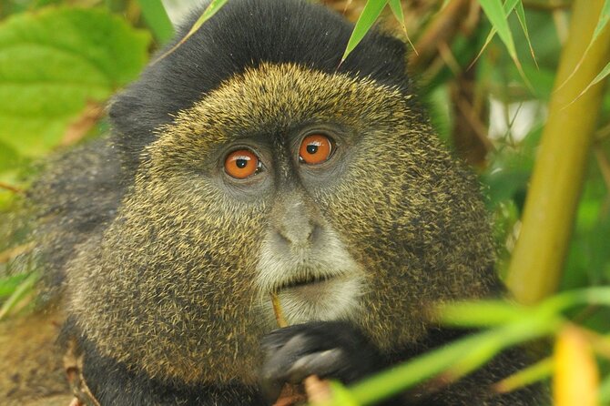 4 Day Golden Monkeys Bwindi Gorillas Wildlife and Chimps Trek - Why this four-day route works