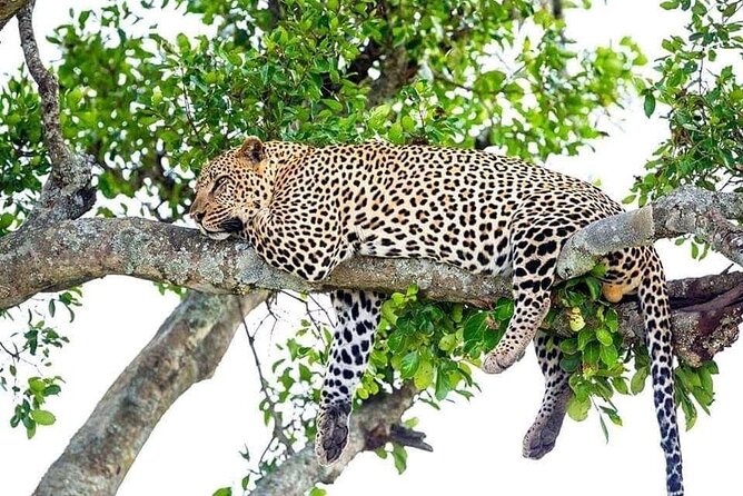 4 Day Golden Monkeys Bwindi Gorillas Wildlife and Chimps Trek - Who should book this trip?