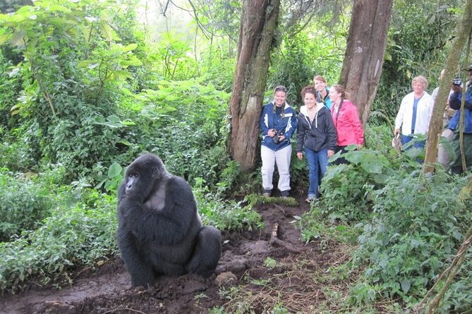 4 Days Gorilla Trekking, Lake Bunyonyi and Rwanda National Parks - Day 2: Golden monkeys in Volcanoes National Park