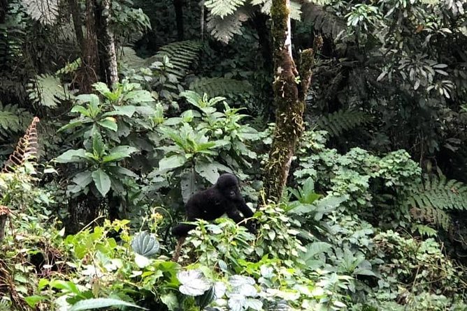 6 Days Rwanda Uganda Budget Wildlife Safari - Why this route packs so much into six days
