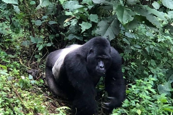 6 Days Rwanda Uganda Budget Wildlife Safari - Day 1: Kigali, culture, and the road to Volcanoes