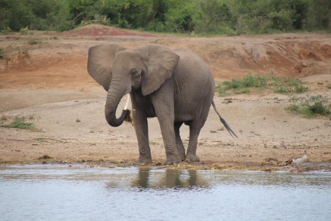 8 Day Gorilla Trek, Wildlife Safari and Chimp Habituation Experience - Five things that define this safari