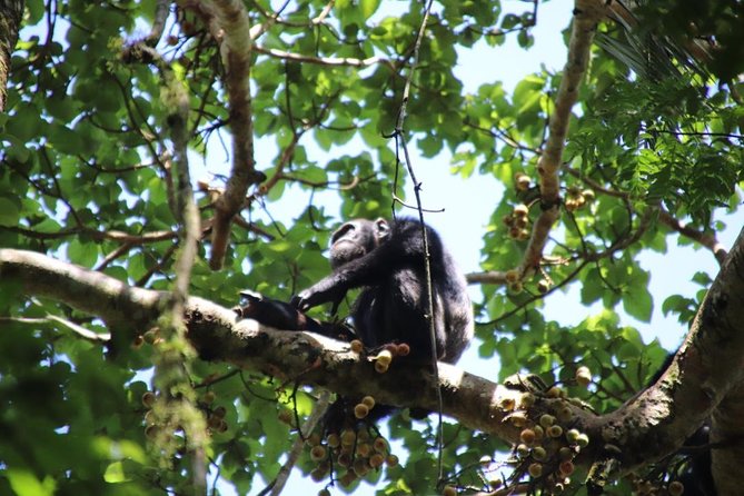 8 Day Gorilla Trek, Wildlife Safari and Chimp Habituation Experience - Day 4: Ishasha and the search for tree-climbing lions