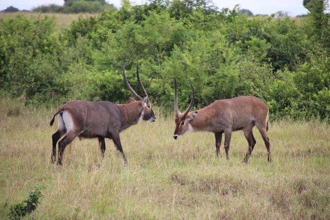 8 Day Gorilla Trek, Wildlife Safari and Chimp Habituation Experience - Day 6: Kyambura Gorge and the Fort Portal crater lakes
