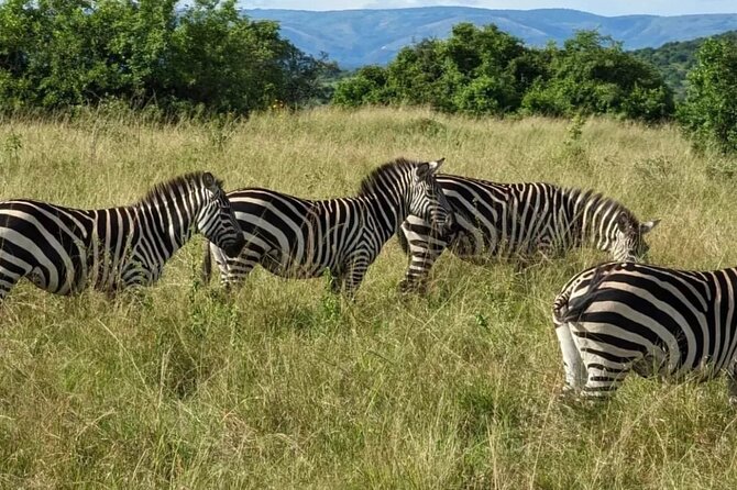 Akagera National Park 1 day Safari Experience - Lunch and a break inside the park