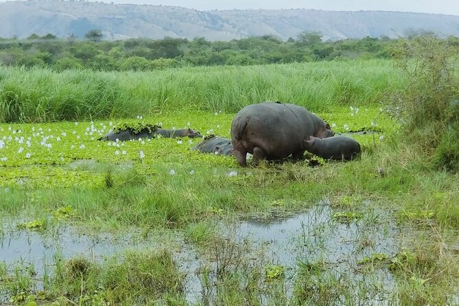 Akagera National Park 1 day Safari Experience - Heading north for the afternoon drive