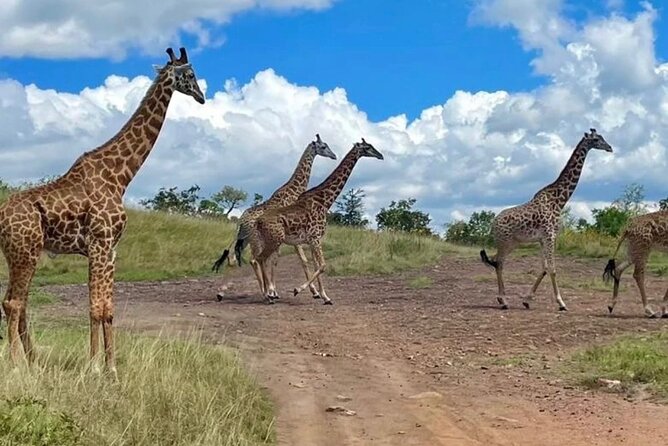 Akagera National Park 1 day Safari Experience - Is $229 a fair price?